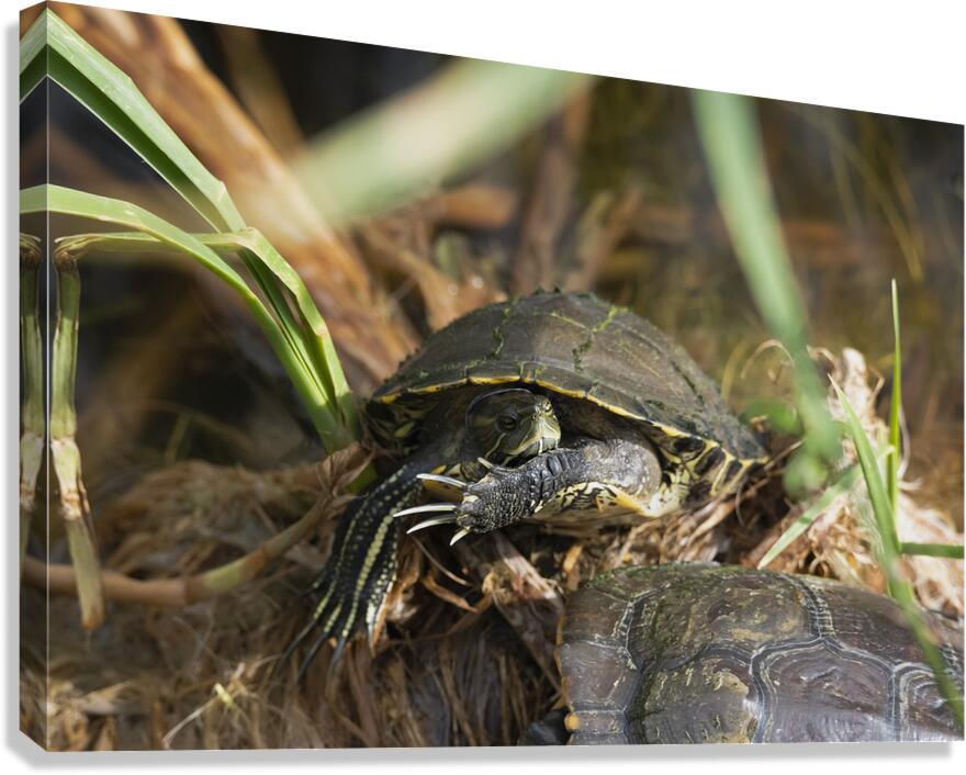 Turtle at Rest Canvas Print