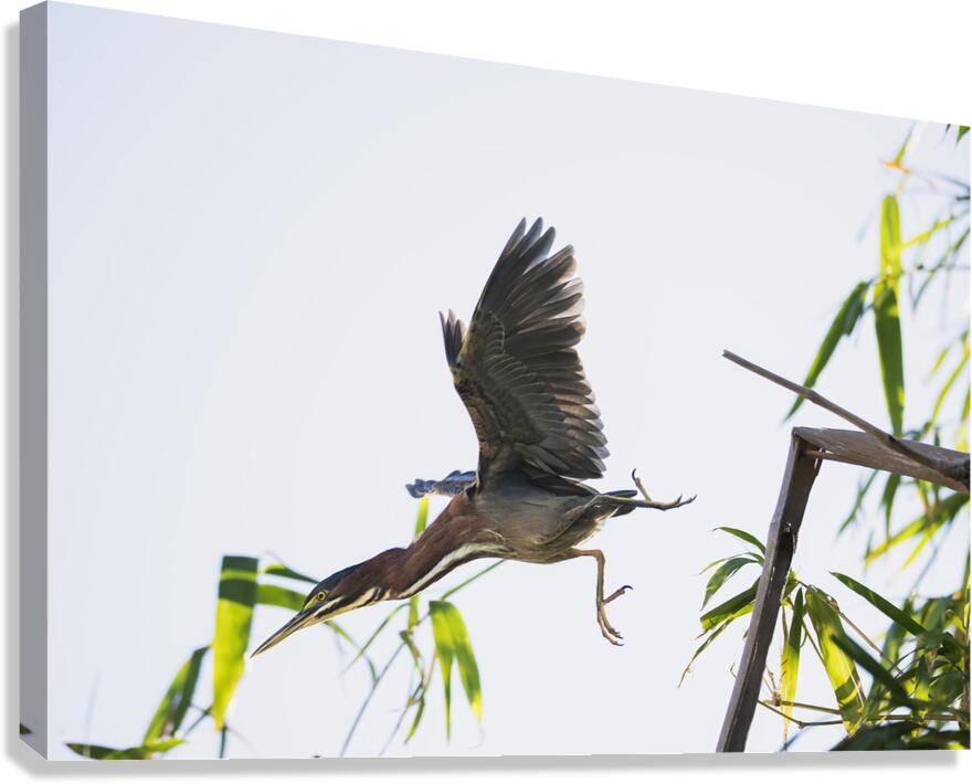 Diving Heron Canvas Print