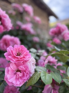 Tilly Rose Garden