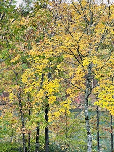 Greens and Golds Keowee Key SC