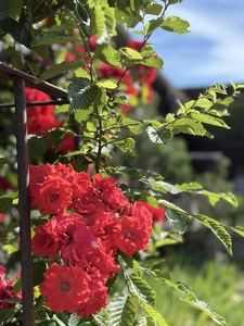 Red Roses ala Francais