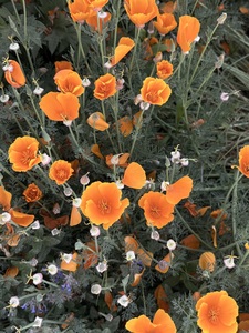 Parisian Poppies