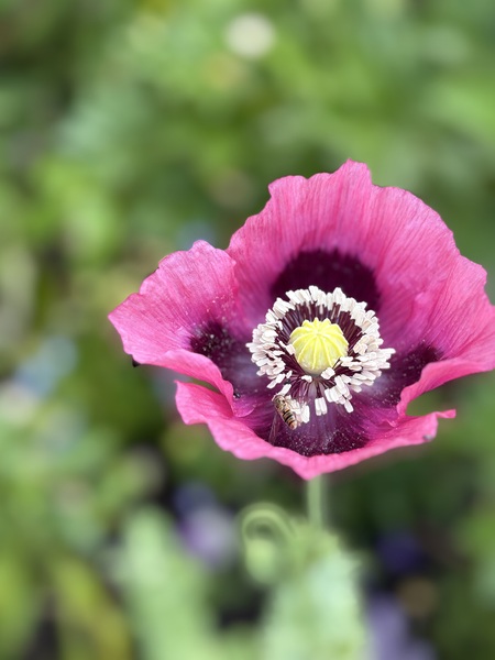 Opium Poppy at Giverny by Brenda Morrison