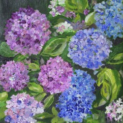 Hydrangeas