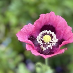 Opium Poppy at Giverny