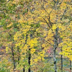 Greens and Golds Keowee Key SC