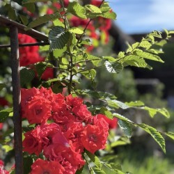 Red Roses ala Francais