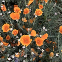 Parisian Poppies
