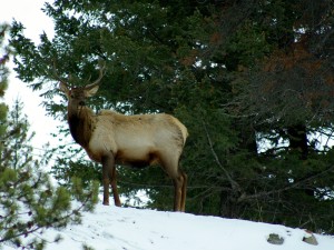 Elk