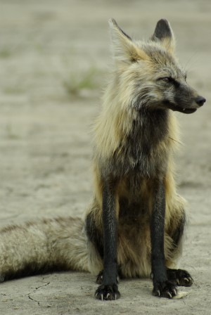 Fox