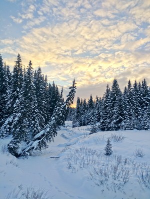 Frozen