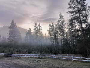 Misty Morning