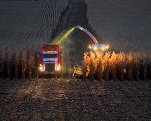 Harvest 1