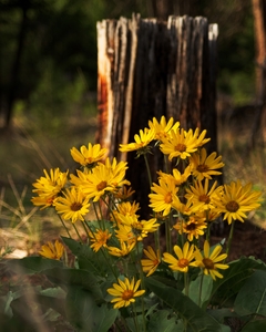 Balsam root