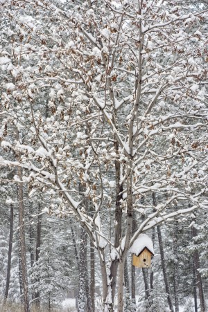 Mountain Ash