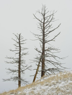 Winter Pines