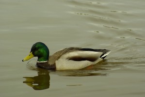 Mallard