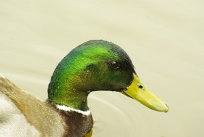 Mallard