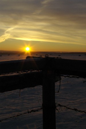 Winter Silhouette