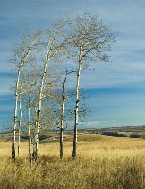 Poplars