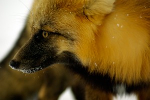 Red Fox