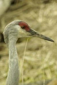 Sandhill Crane