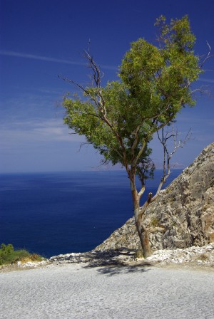 Santorini Tree