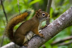Squirrel