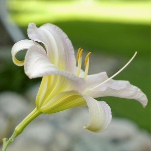 Lily