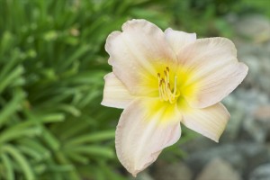 Lily
