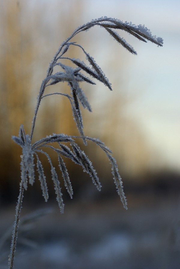 Frost  Print