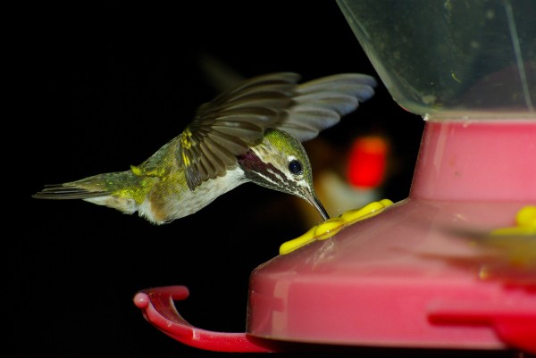 Hummingbird  Print