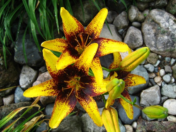 Lilys  Print