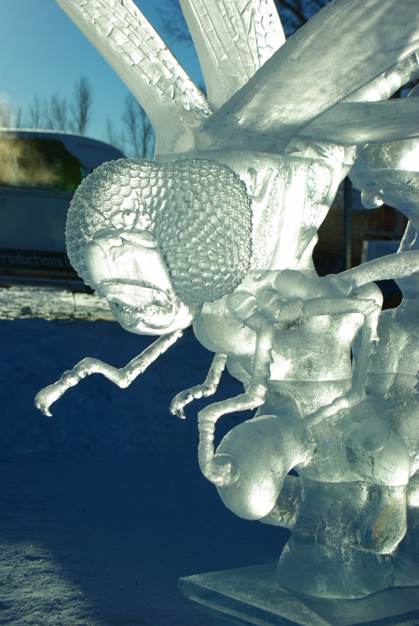 Ice Dragonfly Print