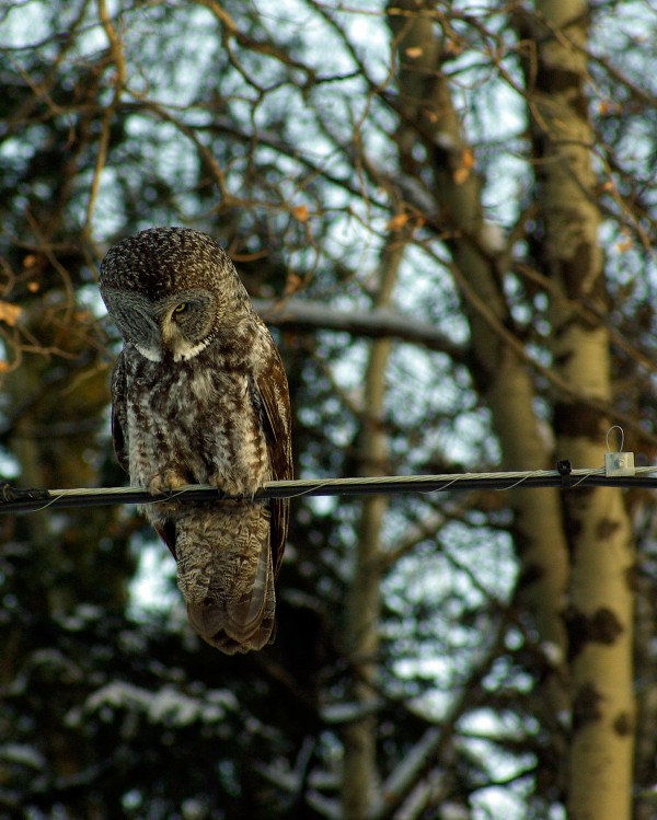 Owl Print