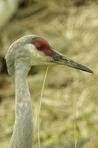 Sandhill Crane Print