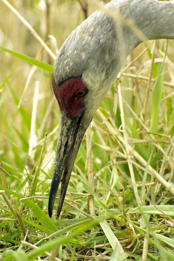 Sandhill Crane Print