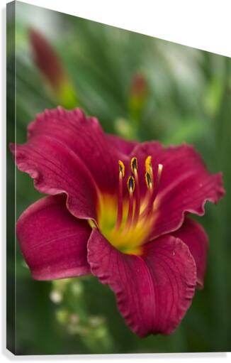 Lily Canvas Print