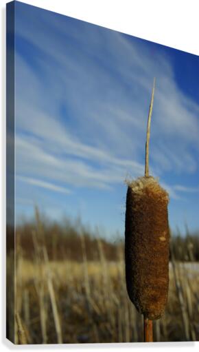 Cat Tail Canvas Print