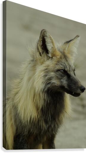Fox Canvas Print