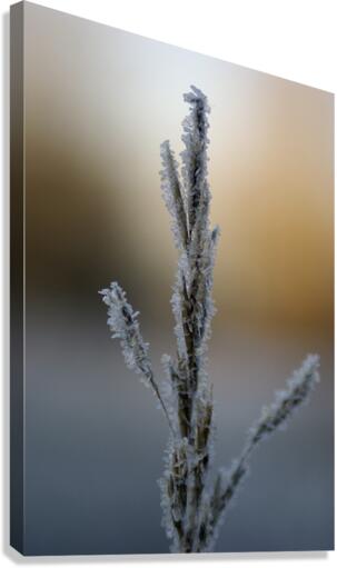 Frost Canvas Print