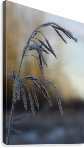 Frost  Canvas Print