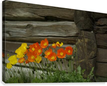 Flowers Canvas Print