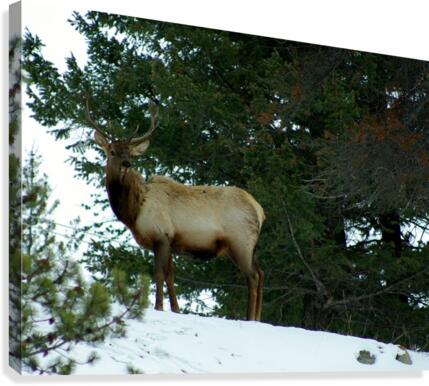 Elk Canvas Print