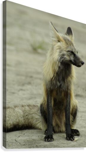 Fox Canvas Print