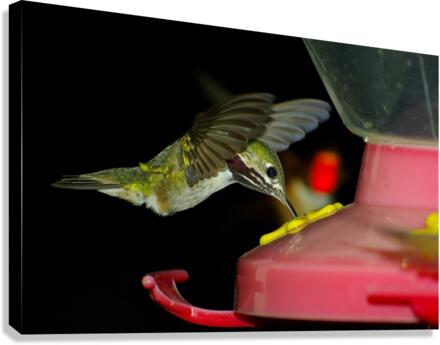Hummingbird  Canvas Print