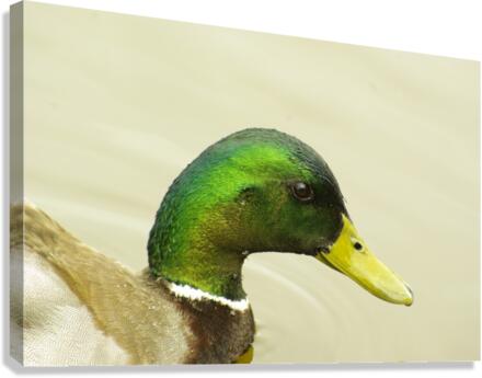Mallard Canvas Print