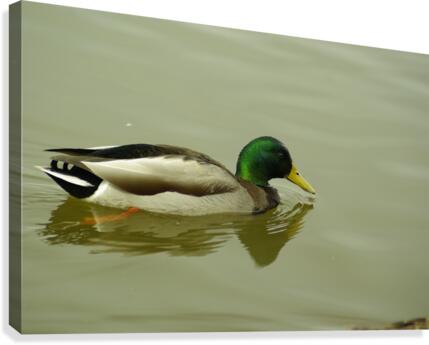 Mallard Canvas Print