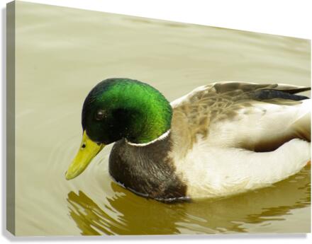 Mallard Canvas Print