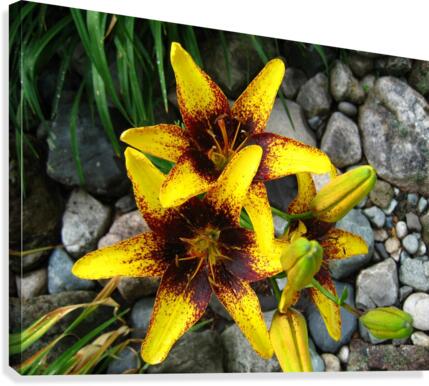 Lilys  Canvas Print